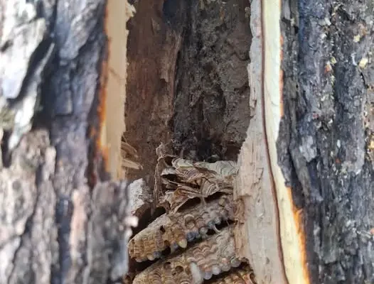 Usunięcie gniazda owadów w Dęba Kolonia – interwencja OSP Ruda Maleniecka