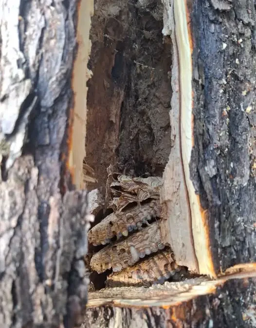 Usunięcie gniazda owadów w Dęba Kolonia – interwencja OSP Ruda Maleniecka