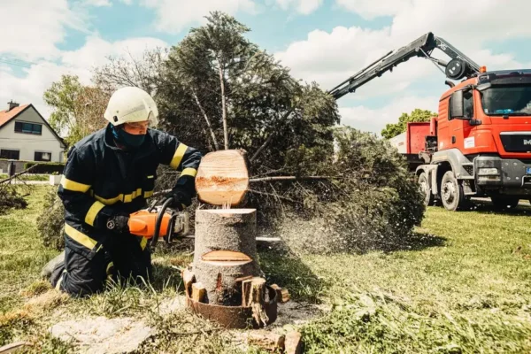 Drzewo na drodze krajowej w Grzybowie – interwencja strażaków