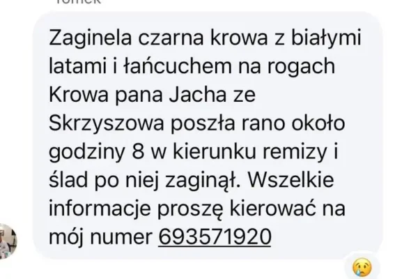Zaginęła czarna krowa z białymi łatami. Mieszkańcy Skrzyszowa proszą o pomoc